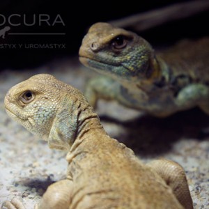 Uromastyx Princeps 2014 01