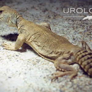Uromastyx Princeps 2014 02