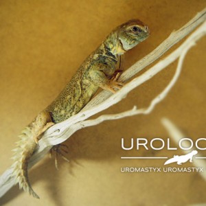 Uromastyx Princeps 2014 04