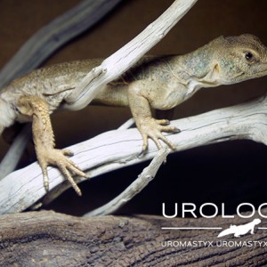 Uromastyx Princeps 2014 06