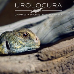 Uromastyx Princeps 2014 07