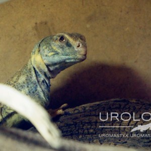Uromastyx Princeps 2014 08