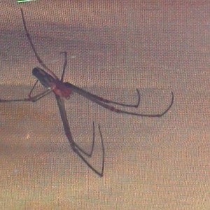 identificacion porfavor