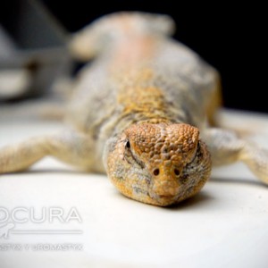 Thomasi hembra sub 01