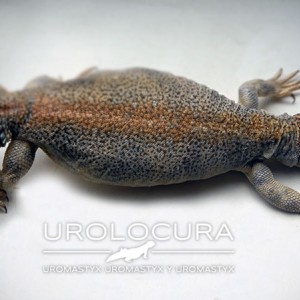 Thomasi hembra sub 04