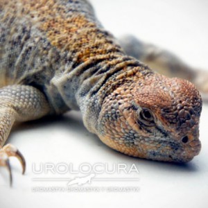 Thomasi hembra sub 05