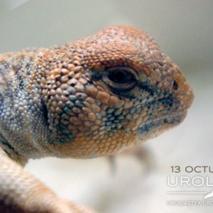 Thomasi hembra sub 06