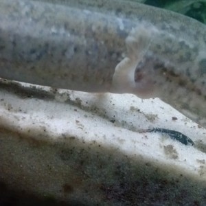 Axololt enfermo branquia no crece y ha vomitado