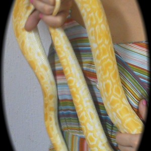 ptron burmes aliba het granitttn