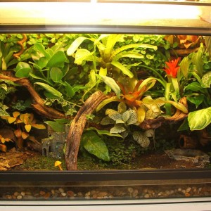 Terrario rana ojos rojos