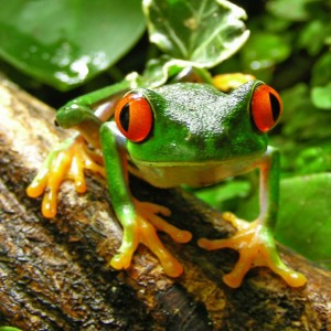 Rana ojos rojos