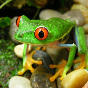 Rana ojos rojos