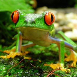 Rana ojos rojos