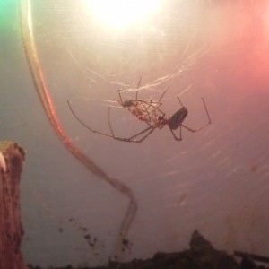 identificacion porfavor se. canival