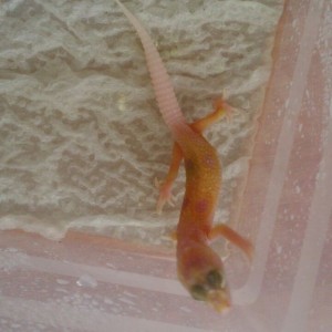 ¿Nova o Nova sunglow?