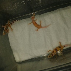 ¿Nova o Nova sunglow?