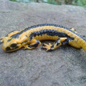 Salamandra salamandra fastuosa