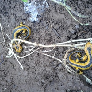 Salamandra salamandra fastuosa