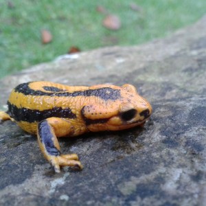 Salamandra salamandra fastuosa