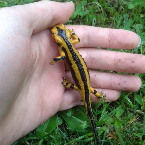Salamandra salamandra fastuosa