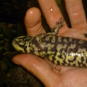 problemas con tigrinum