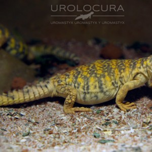 geyri amarillo 2014 12