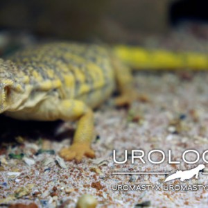 geyri amarillo 2014 13