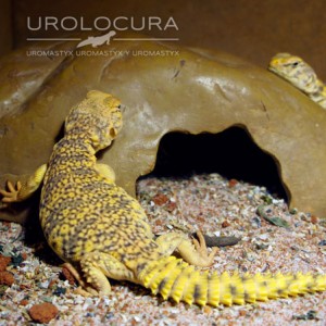 geyri amarillo 2014 15