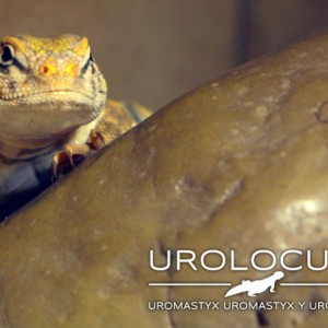 geyri amarillo 2014 16