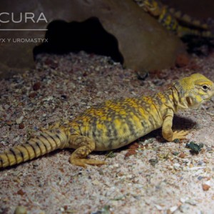 geyri amarillo 2014 17