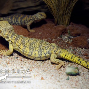 geyri amarillo 2014 18