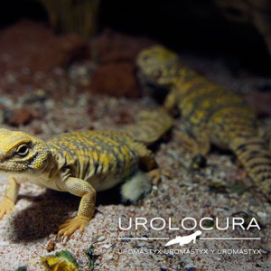 geyri amarillo 2014 19