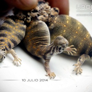 thomasi varios fecha 00