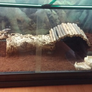 Terrario de Geckos Leopardo