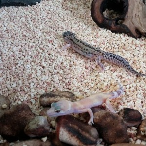 Jungle Raptor Glow y Bee poss Black hole