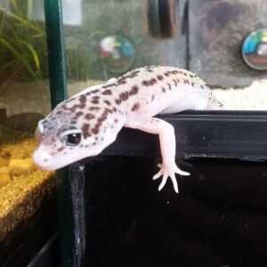 Bee poss Black Hole (Eclipse Enigma poss Mack Snow)