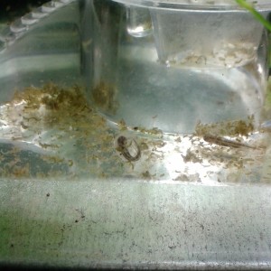 C.pyrrhogaster sasayamae, larvas.