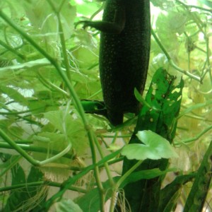 C.pyrrhogaster, hembra poniendo un huevo.