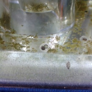 C.pyrrhogaster, gemelos.