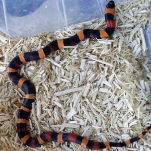 Campbelli Halloween hembra