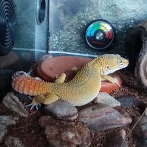 SHTCTB de "madrugada"