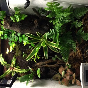 Mi nuevo terrario, madurando a la espera de sus inquilinos