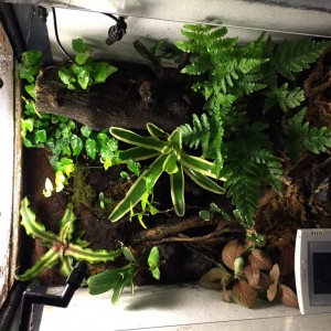 Mi nuevo terrario, madurando a la espera de sus inquilinos