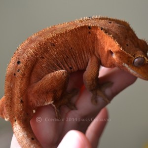 Eyra, hembra de correlophus ciliatus