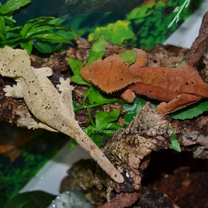 Skadi y Eyra: hembras de correlophus ciliatus