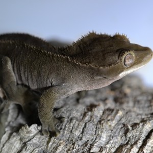 Freyja, hembra de correlophus ciliatus