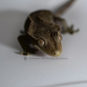 Freyja, hembra de correlophus ciliatus