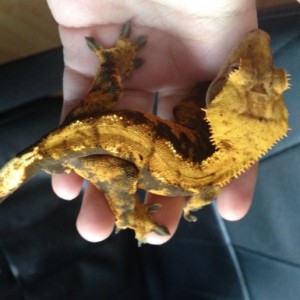 Limón, macho de correlophus ciliatus