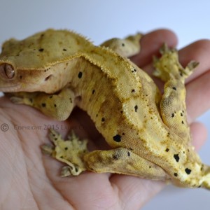 Sköll, macho de correlophus ciliatus