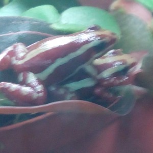 Epipedobates Anthonyi "Santa Isabel"